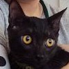 黒猫兄弟