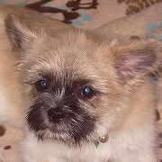 室内犬子犬