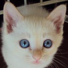 がっくん