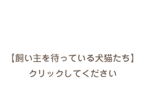 登録中の猫達